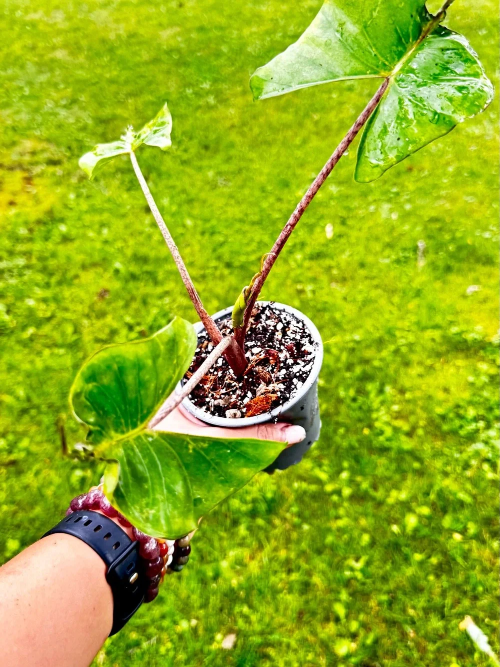 Alocasia String Ray